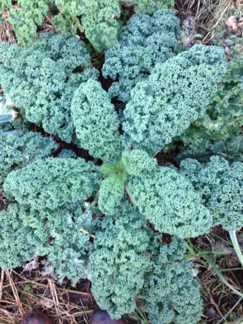 Curly green kale