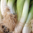 Spring onions, per bunch