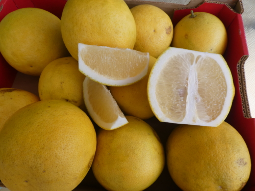 Grapefruit - white