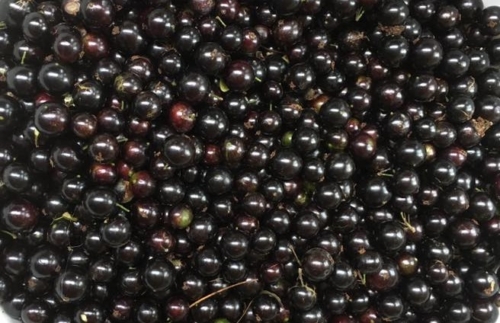 Jaboticaba