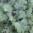 Red Russian Kale