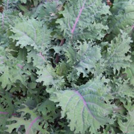 Red Russian Kale