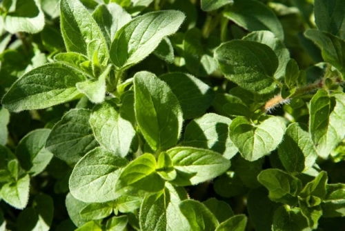 Marjoram