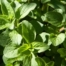 Marjoram