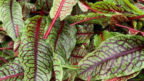 Redvein sorrel