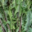 Chicory (Red Dandelion), bunch