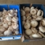 Mushrooms - Buttons, per 500g bag